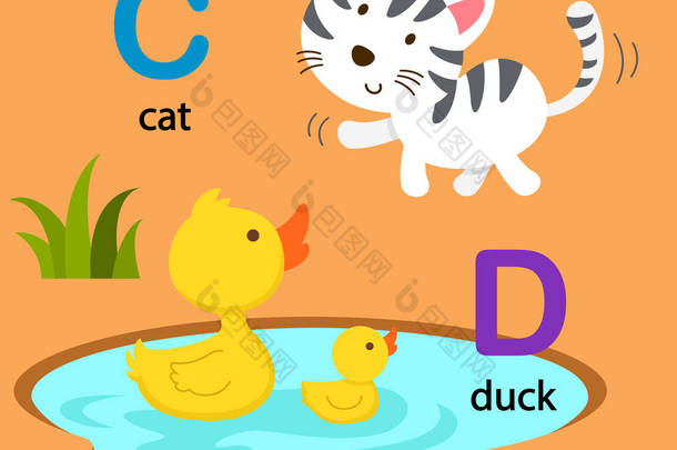 图孤立字母表字母 C-猫，D <strong>鸭</strong>