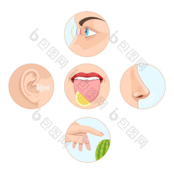 一套五感官的人。解剖学, 人体器官.
