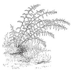 这是加拿大一枝 Caesia 的形象。它的草药含有圆形的黑色种子。它是开花植物, 复古线条画或雕刻插图.