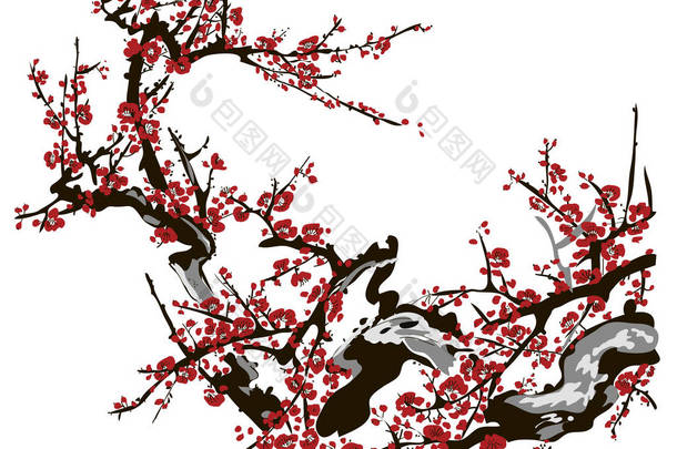现实的樱花-白色背景的日本樱桃树