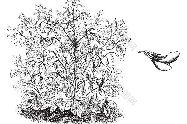 Ononis rotundiflora 花, 生长在三朵花茎上。花儿在夏天开花。叶子是圆形和齿, 复古线条画或雕刻插图.