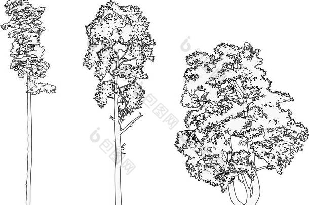 插图与三黑色松树草图查出的白色 bacgkround