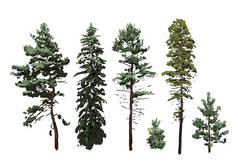 不同海拔的针叶树在白色背景下的采集