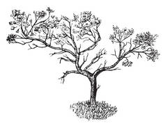 在贫瘠地区的瞻博树。树有非常少的叶子, 复古线条画或雕刻插图.