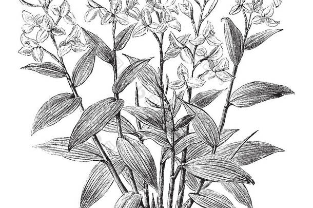 图片显示 Burbidgea 箭竹。它属于开花姜家族, 姜科。花有<strong>橙红色</strong>的颜色和三花瓣, 复古线条画或雕刻插图.