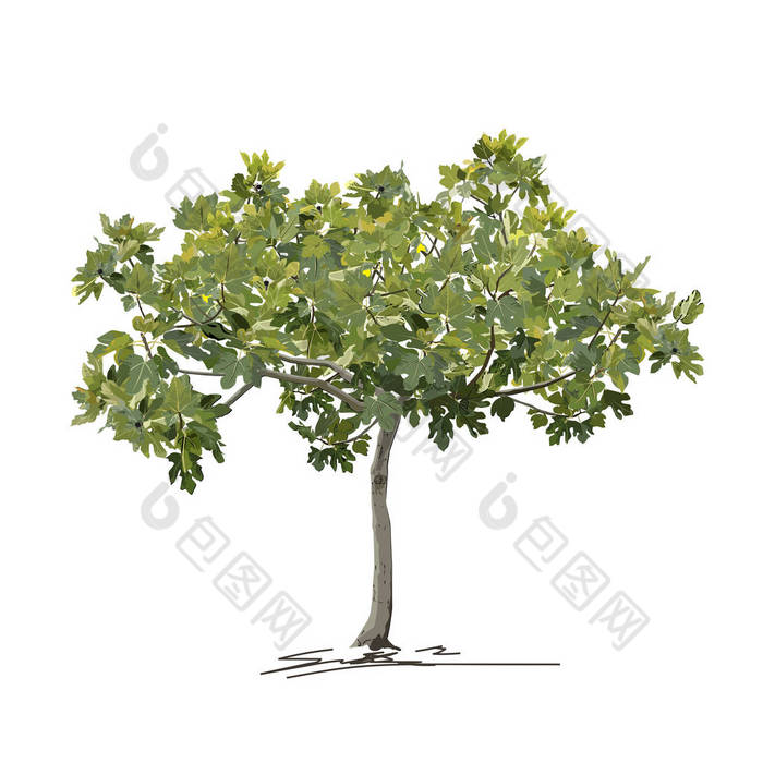 夏季(春季)的幼树(Ficus carica L.))