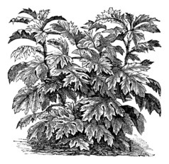 观赏茄属植物 (S.Warscewiczii) 或龙葵 bulbocastanum
