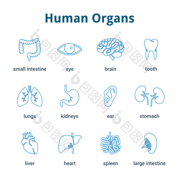 医学人体器官图标集