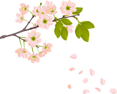 粉色的樱桃花和飞花