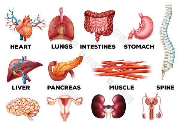 人体<strong>器官</strong>解剖集