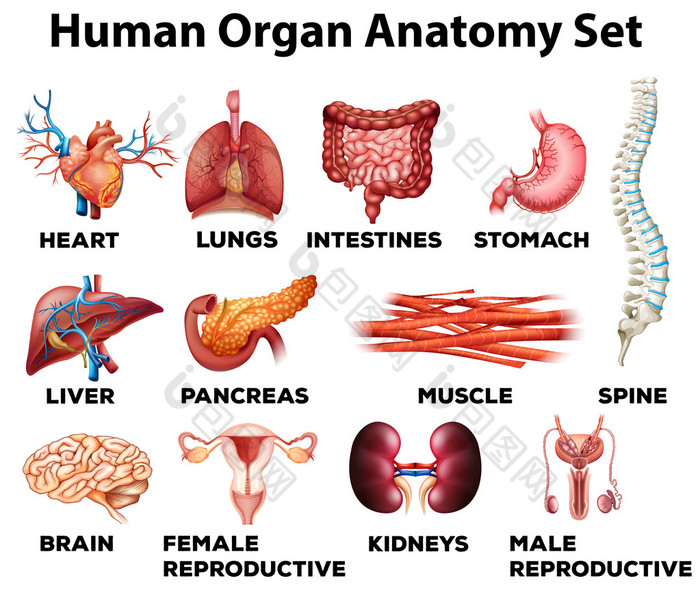 人体器官解剖集
