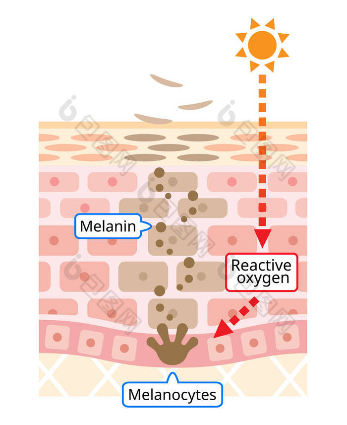 皮肤细胞周转图的机制。黑色素和黑色素细胞与人类皮肤层。美容和护肤理念
