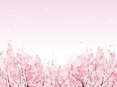 美丽的樱花的绽放