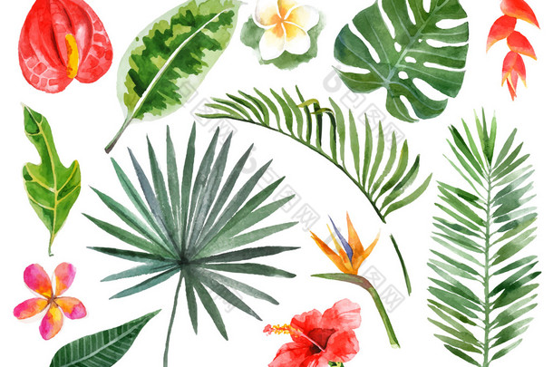 手绘水彩的热带植物