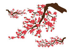 农历新年。樱花花的背景。樱桃花分离白色背景 
