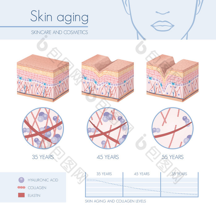皮肤老化阶段图