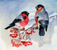 大雪压枝的红腹灰雀鸟。水彩插图