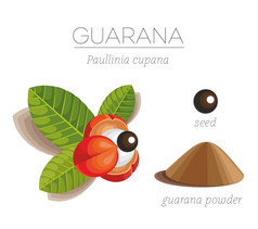 瓜拉纳有机的超级食物。引种那
