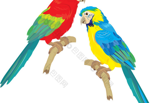 蓝色黄色和红色蓝色金刚鹦鹉隔离上白色 backgro