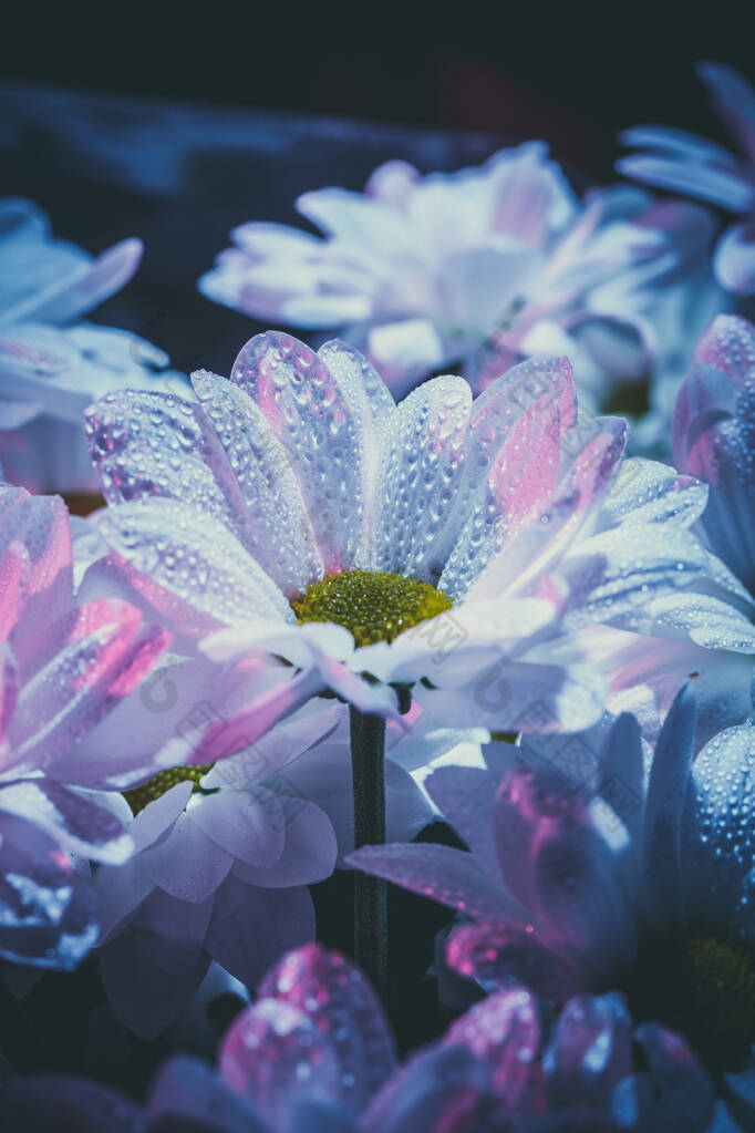 鲜美的蓝粉相间的白色菊花.