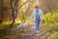 阳光明媚的秋日，一个胖胖的女人带着一只白色的拉布拉多犬在公园或森林里散步