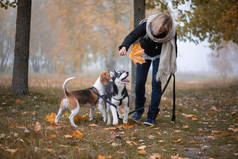 年轻的女宠物主人带着两只狗在秋天的树叶里玩耍
