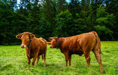 一群奶牛站在一片绿色的牧场上，旁边是一片绿色的森林。在德国阿尔卑斯山的一个阳光灿烂的日子里，棕色的奶牛在草场里.
