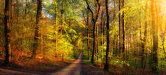 金碧辉煌的森林风景，闪烁着温暖的光芒，点缀着树叶，还有一条小路通向现场