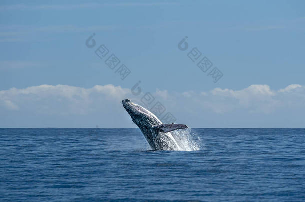 墨西哥太平洋的座头鲸在太平洋背景下闯入太平洋