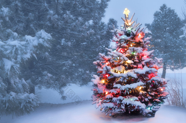 这<strong>棵树</strong>发光明亮地在大雪覆盖圣诞节早晨有雾