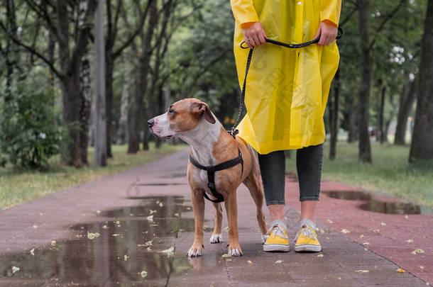 <strong>雨</strong>天穿着<strong>雨</strong>衣遛狗. 在天气恶劣的情况下，女人站在<strong>城市</strong>公园的人行道上