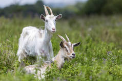 两个漂亮的白色长毛绒山羊长角放牧在高绿色盛开的草甸草在明亮的阳光明媚的夏日, 在模糊的田野和树木背景.