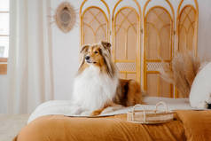 红色毛茸茸的牧羊犬摆设在房间装饰的背景上