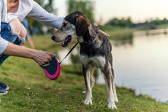 犬品种沙哑和英国猎犬