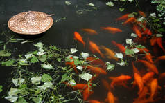 江西武元县小丽城传统鲤鱼塘。小丽城是一个以唐代建筑著称的古镇.带有橙色鲤鱼和绿叶的池塘.
