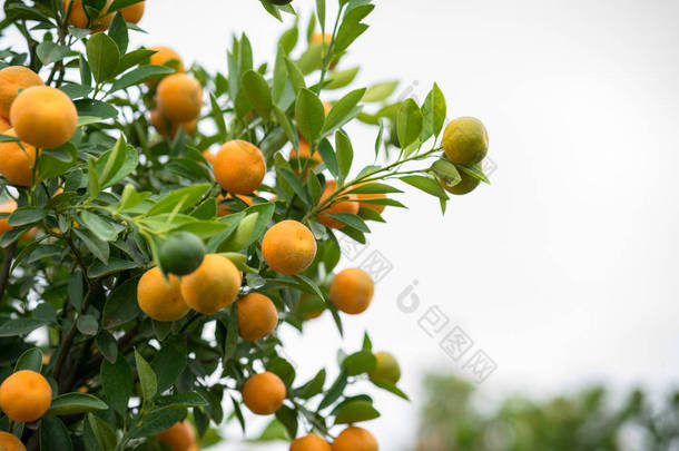 金树与桃花树一起, 金是2<strong>必须有</strong>树在越南农历新年假期在北部.