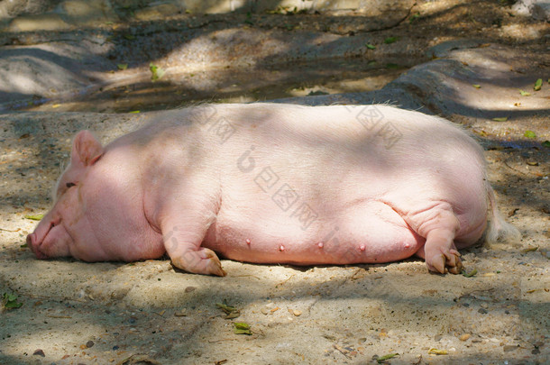 粉红色母猪<strong>酣睡</strong>的脂肪