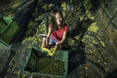 当地女孩用传统的方式采摘橄榄。 收获生态橄榄