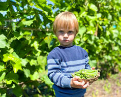 浅色的小孩，绿豆篮。健康婴儿食品的概念，农业。自由自在的空间.