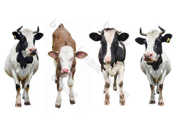 <strong>三头</strong>奶牛和小牛犊被白色隔开了.奶牛站在白色背景的前面。家畜概念