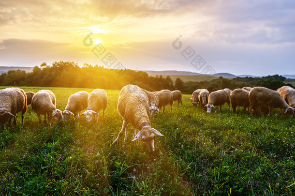 一群羊在<strong>牧场</strong>上吃草