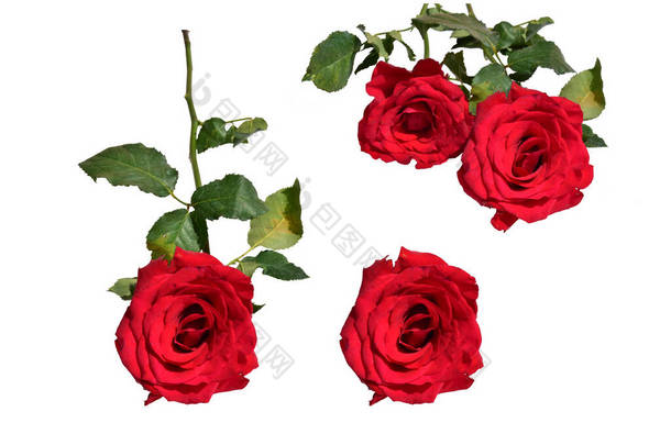 <strong>红玫瑰</strong>，白色背景，无阴影，有剪枝路径的玫瑰