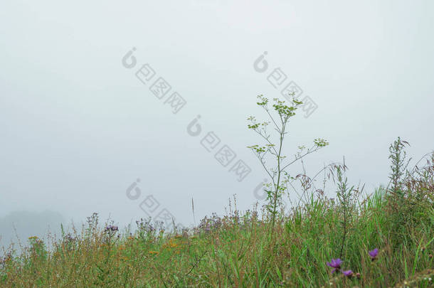 在一个雾蒙蒙的早晨，高山高山青草覆盖的斜坡。雾蒙蒙的极简主义风景。一大早就去一个神秘的地方