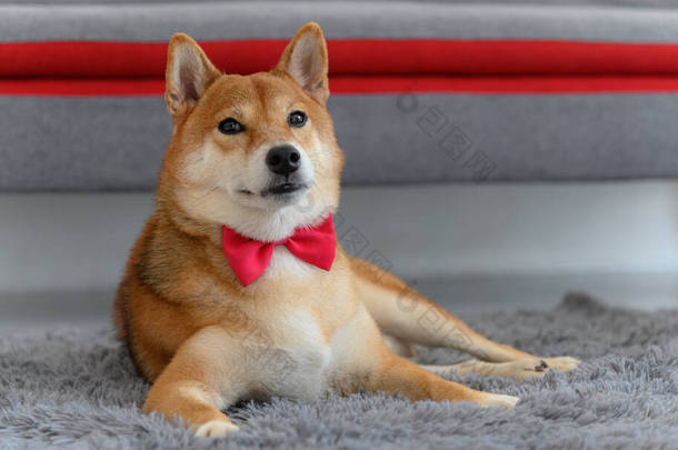 在客厅沙发附近的地毯上系着领带、领带、领带、领带、领带、领带的日本狗。宠物情人的概念。带有复制空间的动物肖像