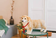 可爱的威尔士科奇彭布罗克小狗。圣诞小狗.