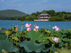 徐州市,江苏省,云龙湖-南湖景区,夏季荷花盛开. 