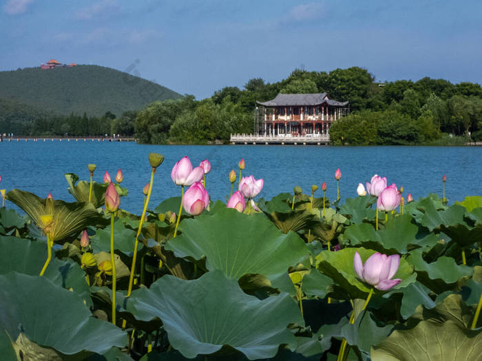 徐州市,江苏省,云龙湖-南湖景区,夏季荷花盛开. 