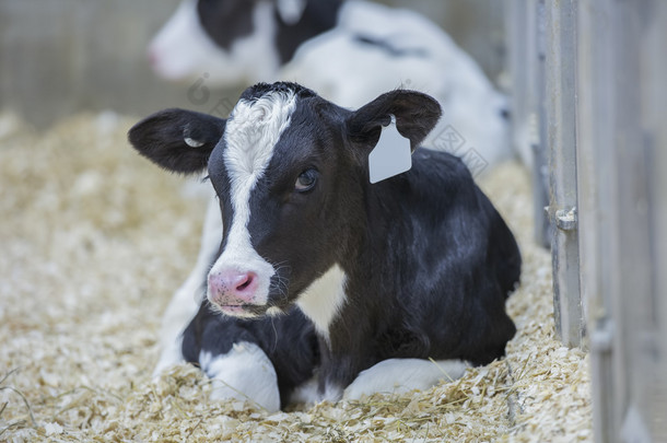 青年荷斯坦犊牛在奶牛场苗圃休息