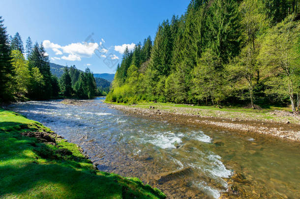 山中森林中的<strong>河流</strong>风景。春天美丽的高山风景。Synevyr国家公园是乌克兰喀尔巴阡山脉的一个受欢迎的目的地。平静的水流，岸边有<strong>石头</strong>