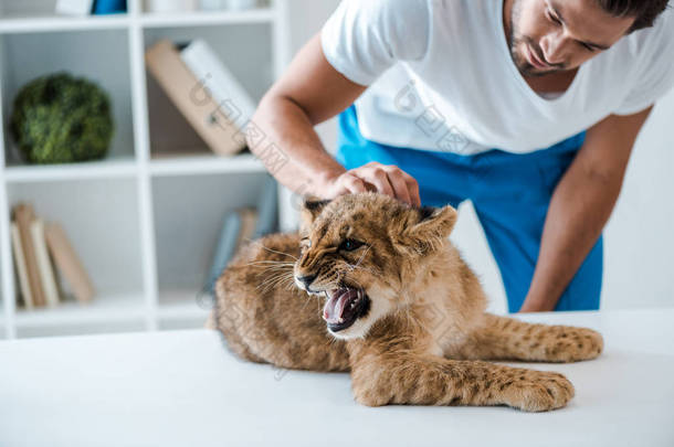 年轻兽医检查可爱的狮子宝宝在桌上咆哮